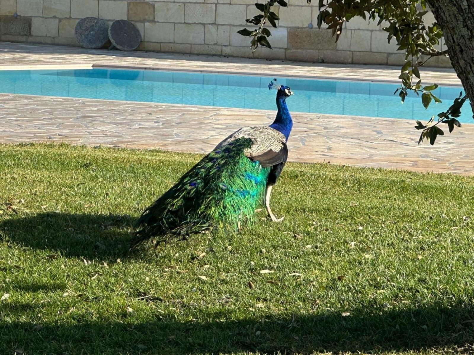 Tenuta Cursano Santa Cesarea Terme Εξωτερικό φωτογραφία
